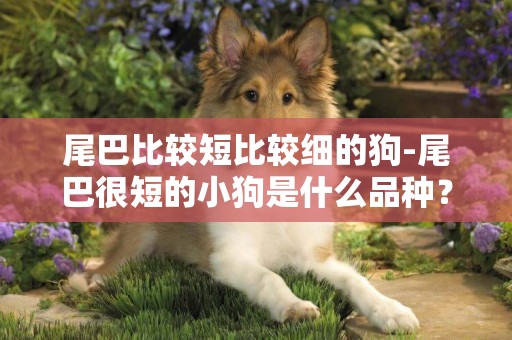 尾巴比較短比較細的狗-尾巴很短的小狗是什么品種？