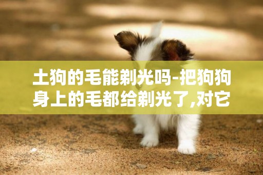 土狗的毛能剃光嗎-把狗狗身上的毛都給剃光了,對它的皮膚有害嗎.