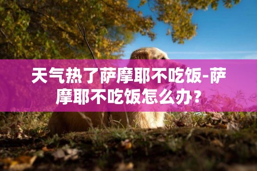 天氣熱了薩摩耶不吃飯-薩摩耶不吃飯怎么辦？
