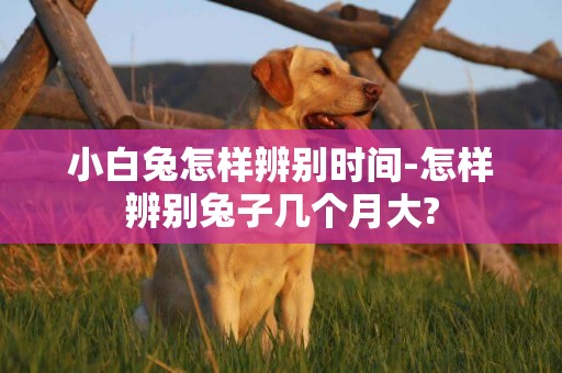 小白兔怎樣辨別時間-怎樣辨別兔子幾個月大?