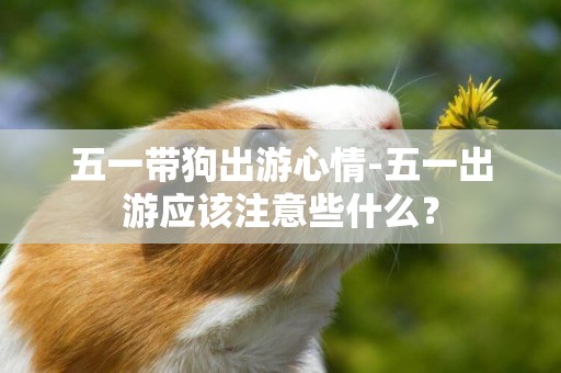 五一帶狗出游心情-五一出游應該注意些什么？