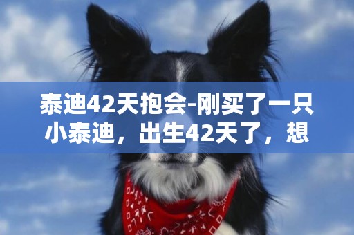 泰迪42天抱會-剛買了一只小泰迪，出生42天了，想知道是純種的么，謝謝解答?