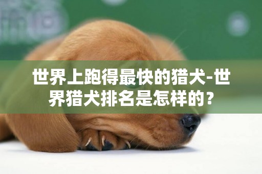 世界上跑得最快的獵犬-世界獵犬排名是怎樣的？