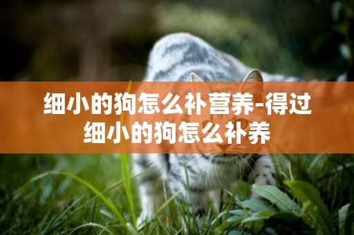 細小的狗怎么補營養-得過細小的狗怎么補養