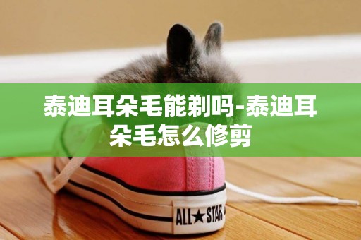 泰迪耳朵毛能剃嗎-泰迪耳朵毛怎么修剪