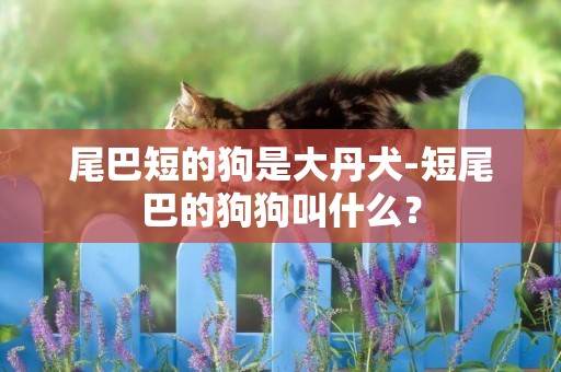尾巴短的狗是大丹犬-短尾巴的狗狗叫什么？