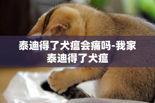 泰迪得了犬瘟會痛嗎-我家泰迪得了犬瘟