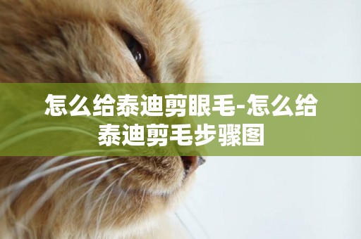 怎么給泰迪剪眼毛-怎么給泰迪剪毛步驟圖