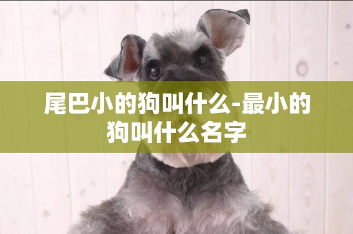 尾巴小的狗叫什么-最小的狗叫什么名字