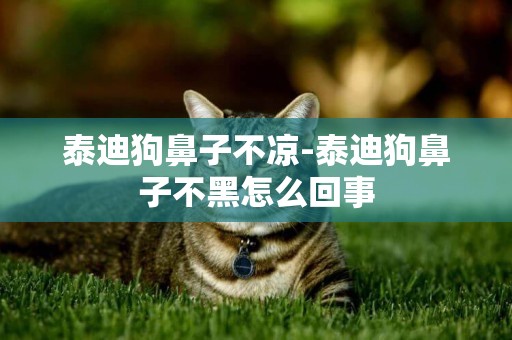 泰迪狗鼻子不涼-泰迪狗鼻子不黑怎么回事