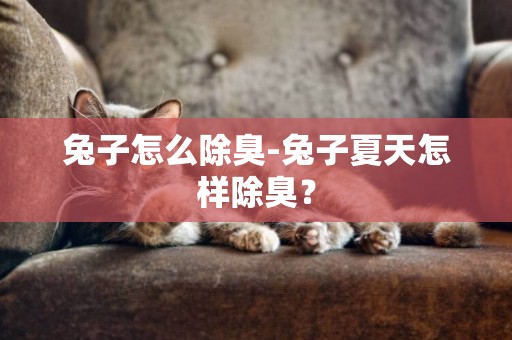 兔子怎么除臭-兔子夏天怎樣除臭？