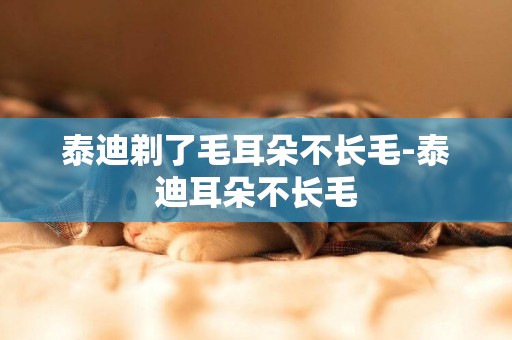 泰迪剃了毛耳朵不長毛-泰迪耳朵不長毛