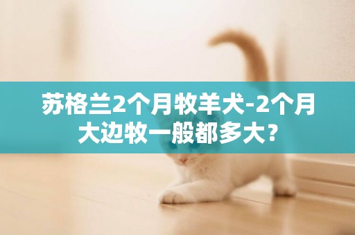 蘇格蘭2個月牧羊犬-2個月大邊牧一般都多大？