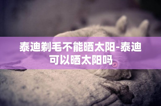 泰迪剃毛不能曬太陽-泰迪可以曬太陽嗎