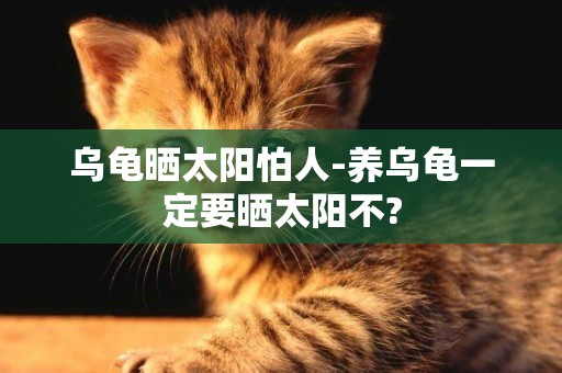烏龜曬太陽怕人-養烏龜一定要曬太陽不?