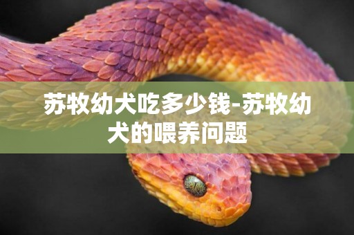 蘇牧幼犬吃多少錢-蘇牧幼犬的喂養問題