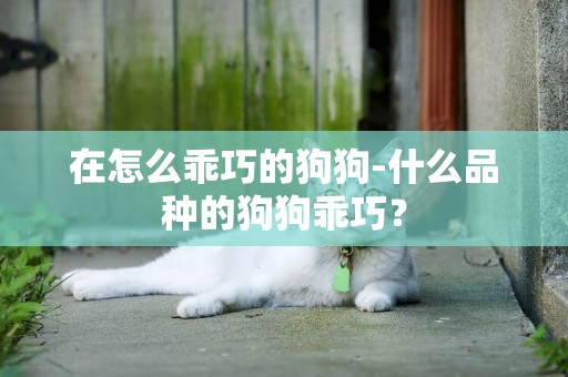 在怎么乖巧的狗狗-什么品種的狗狗乖巧？