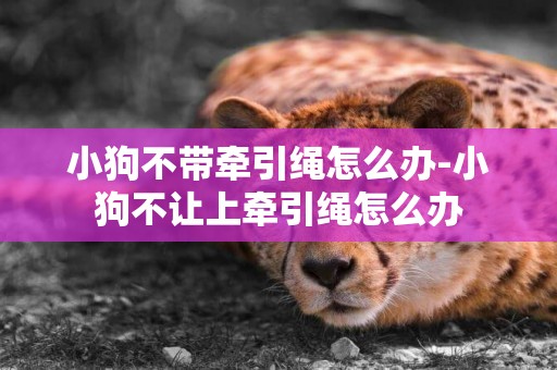 小狗不帶牽引繩怎么辦-小狗不讓上牽引繩怎么辦