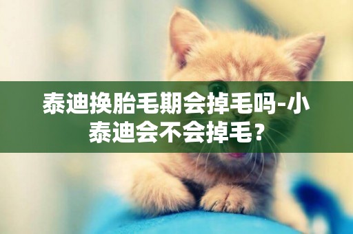 泰迪換胎毛期會掉毛嗎-小泰迪會不會掉毛？