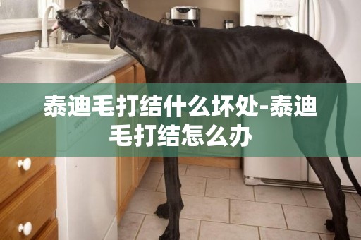 泰迪毛打結什么壞處-泰迪毛打結怎么辦