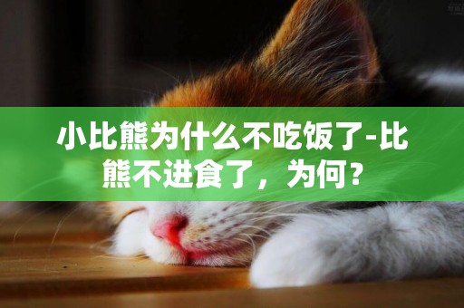 小比熊為什么不吃飯了-比熊不進食了，為何？