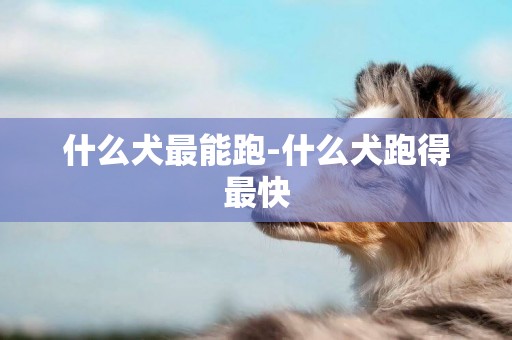 什么犬最能跑-什么犬跑得最快
