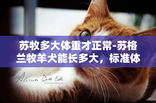 蘇牧多大體重才正常-蘇格蘭牧羊犬能長多大，標準體重身高多少