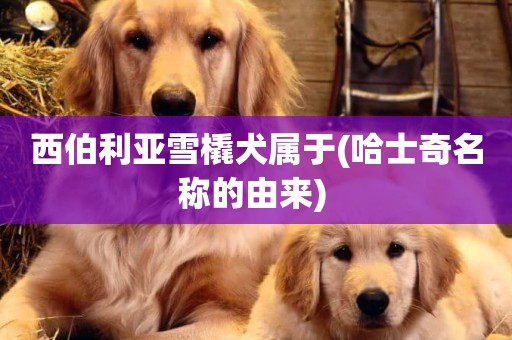 西伯利亞雪橇犬屬于(哈士奇名稱的由來) 