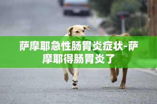 薩摩耶急性腸胃炎癥狀-薩摩耶得腸胃炎了