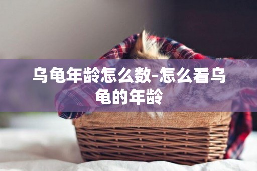 烏龜年齡怎么數-怎么看烏龜的年齡