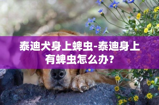 泰迪犬身上蜱蟲-泰迪身上有蜱蟲怎么辦？