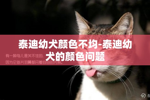 泰迪幼犬顏色不均-泰迪幼犬的顏色問題