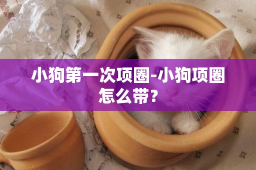 小狗第一次項圈-小狗項圈怎么帶？