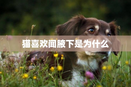貓喜歡聞腋下是為什么