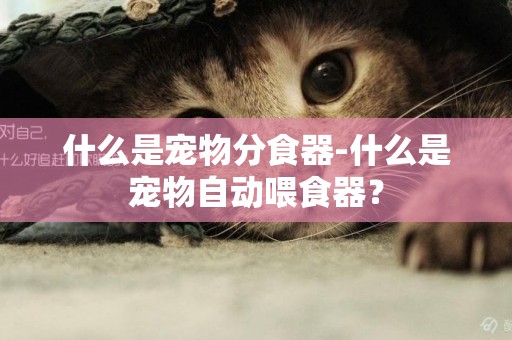 什么是寵物分食器-什么是寵物自動喂食器？