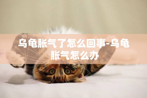 烏龜脹氣了怎么回事-烏龜 脹氣怎么辦