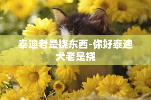 泰迪老是撓東西-你好泰迪犬老是撓