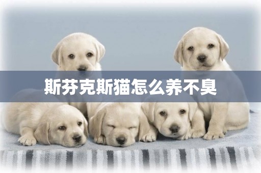 斯芬克斯貓怎么養不臭