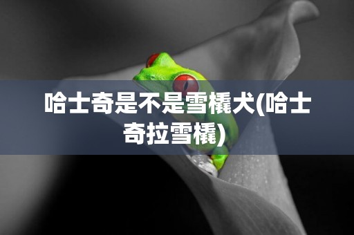 哈士奇是不是雪橇犬(哈士奇拉雪橇) 