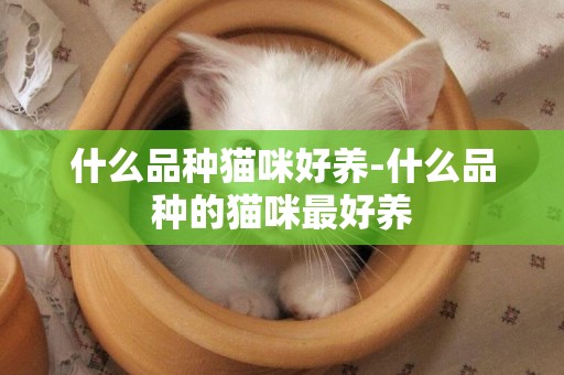什么品種貓咪好養-什么品種的貓咪最好養
