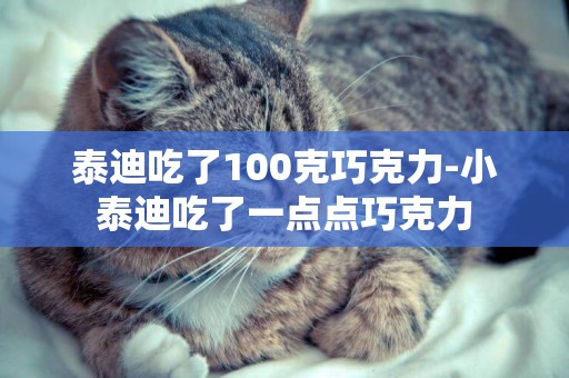 泰迪吃了100克巧克力-小泰迪吃了一點點巧克力