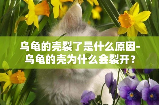 烏龜的殼裂了是什么原因-烏龜的殼為什么會裂開？