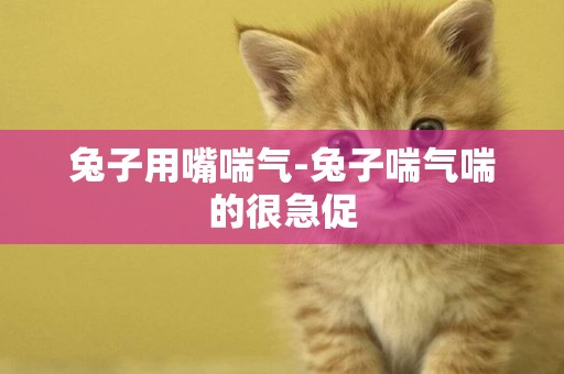 兔子用嘴喘氣-兔子喘氣喘的很急促