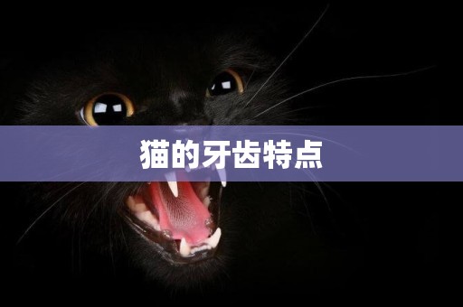貓的牙齒特點