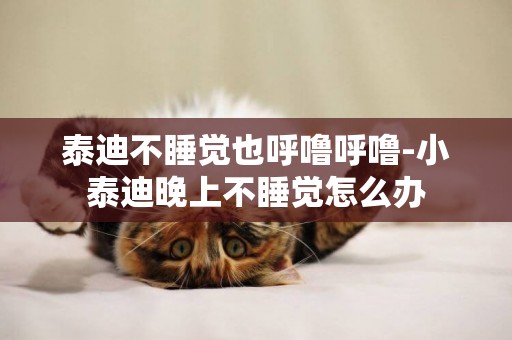 泰迪不睡覺也呼嚕呼嚕-小泰迪晚上不睡覺怎么辦