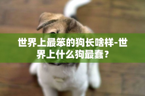 世界上最笨的狗長啥樣-世界上什么狗最蠢？