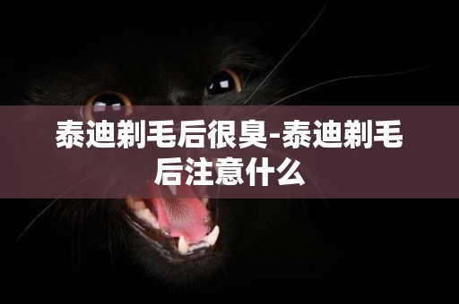 泰迪剃毛后很臭-泰迪剃毛后注意什么