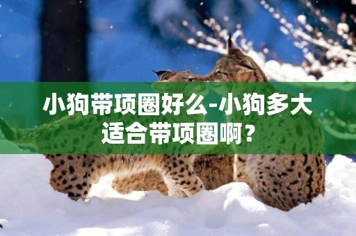 小狗帶項圈好么-小狗多大適合帶項圈啊？