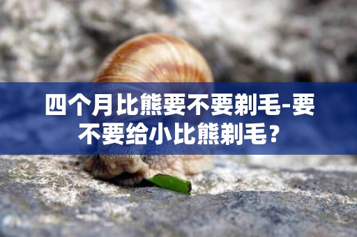 四個月比熊要不要剃毛-要不要給小比熊剃毛？