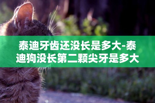 泰迪牙齒還沒長是多大-泰迪狗沒長第二顆尖牙是多大